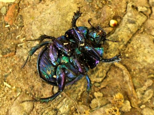 Réf. 203 944 : Anoplotrupes stercorosus
